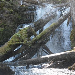 Fallen logs in a waterfall
